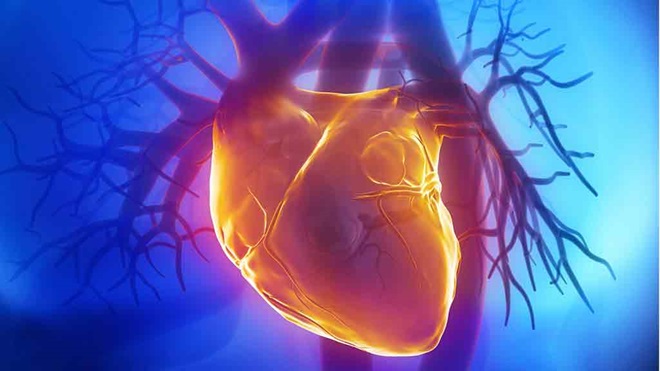 human heart profile